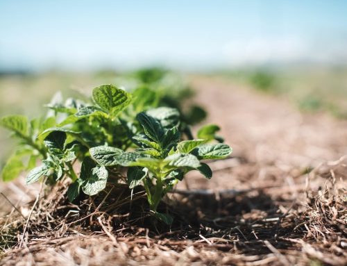 Digital Toolkit: Certified Soil Biodegradable Mulch Film for farmers, growers and producers