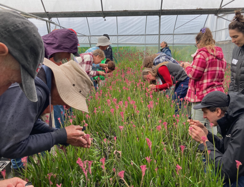 Reducing plastics and chemicals in NSW’s cut flower industry