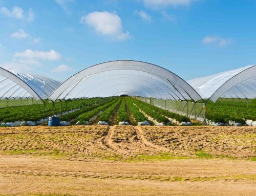 Addressing plastic waste in intensive horticulture systems